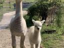 Foarte frumos alpaca caută un nou proprietar