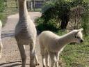 Foarte frumos alpaca caută un nou proprietar