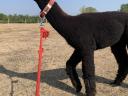 Foarte frumos alpaca caută un nou proprietar