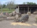 Mangalica Mastschweine zu verkaufen