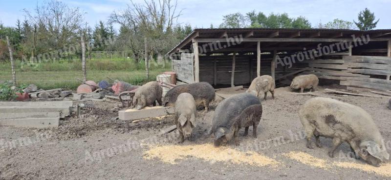 Mangalica tuczniki, knury na sprzedaż