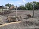 Výkrmny Mangalica, kanci na prodej