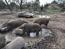 Mangalica îngrășători, mistreți de vânzare