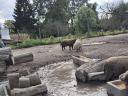 Mangalica fatteners, boars for sale