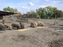 Výkrmny Mangalica, kanci na prodej