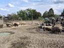 Mangalica îngrășători, mistreți de vânzare