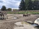 Mangalica îngrășători, mistreți de vânzare