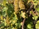 Italian Riesling grapes