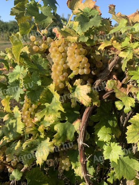 Italian Riesling grapes