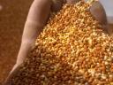 Red millet