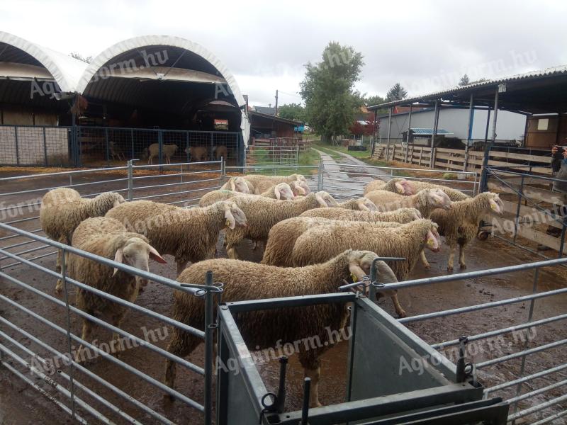 Chovatelia Landschaf Merino