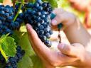 Wine grapes for sale in Mogyoród