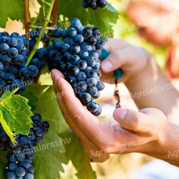 Wine grapes for sale in Mogyoród