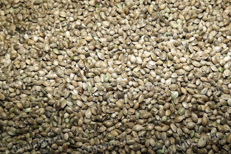 Hemp seeds for sale