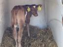 Drinking bull calf, heifer calf for sale