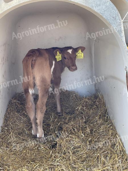 Drinking bull calf, heifer calf for sale