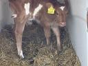 Drinking bull calf, heifer calf for sale