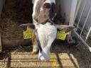 Drinking bull calf, heifer calf for sale