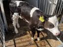 Drinking bull calf, heifer calf for sale