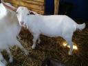 For sale 5 months old snow white goat, hornless