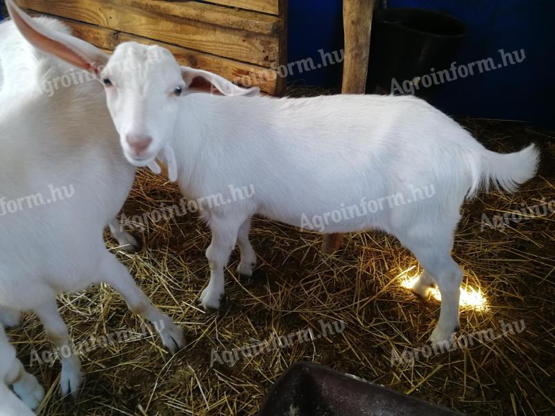 For sale 5 months old snow white goat, hornless