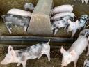 Pietrain election piglets would move