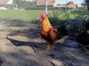 Organic rooster raised on maize for sale