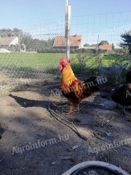 Organic rooster raised on maize for sale