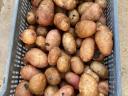 Class II potatoes