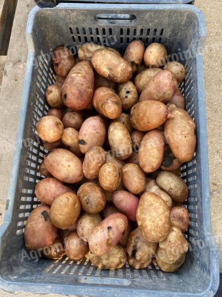 Class II potatoes