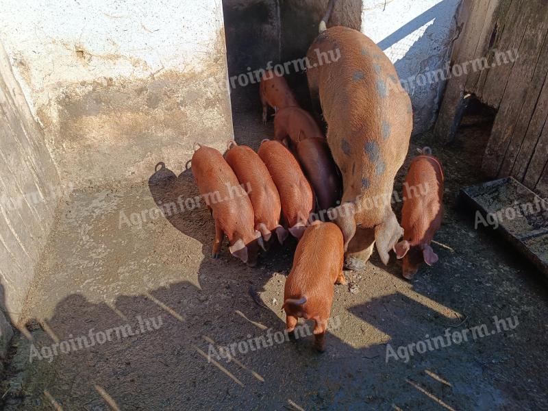 Duroc pig for sale