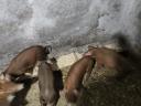 Duroc piglets for sale