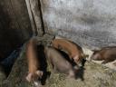 Duroc piglets for sale