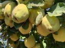 Pears for sale in Nyíregyháza