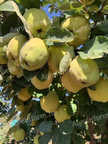 Pears for sale in Nyíregyháza