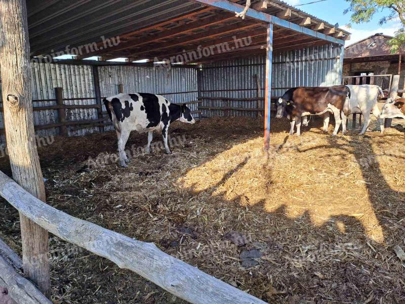 Milking cows for sale