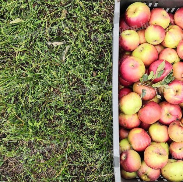 Äpfel zum Zerkleinern stehen zum Verkauf