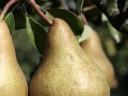 Bosc cobac pear for sale