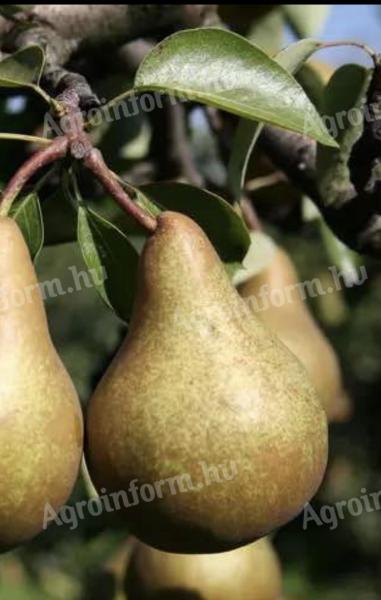 Bosc cobac pear for sale