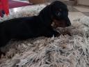 Dachshund puppies available for free