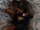 Dachshund puppies available for free