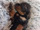 Dachshund puppies available for free