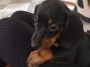 Dachshund puppies available for free