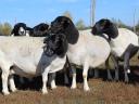 Dorper and Wallisi ewe sheep