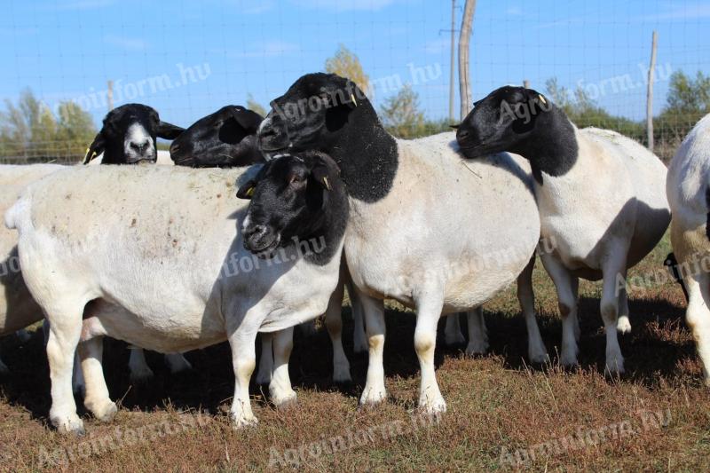 Dorper and Wallisi ewe sheep