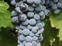 Cabernet Sauvignon grapes for sale