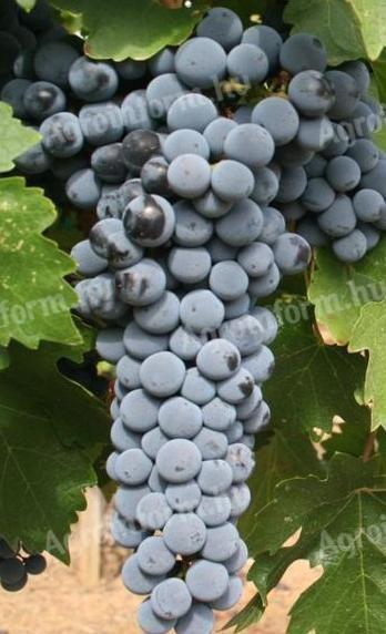 Grozdje Cabernet Sauvignon za prodajo