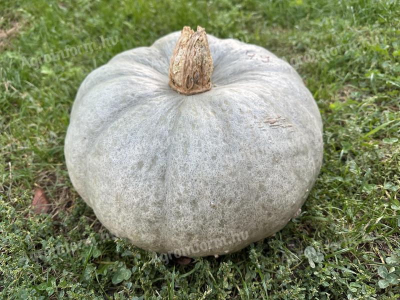 Pumpkins from a farmer (also ready to cook)