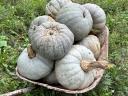 Pumpkins from a farmer (also ready to cook)