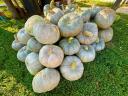 Pumpkins from a farmer (also ready to cook)